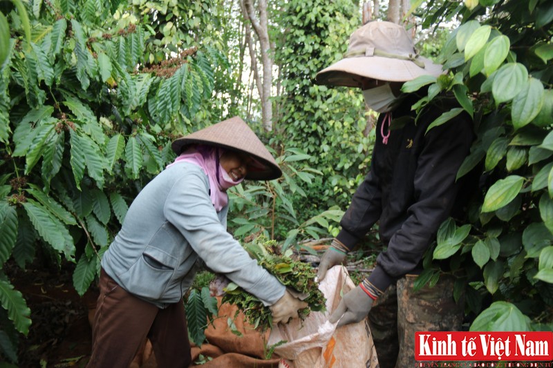 Giá tiêu hôm nay, các vùng tiếp tục chững lại. Ảnh: Cấn Dũng