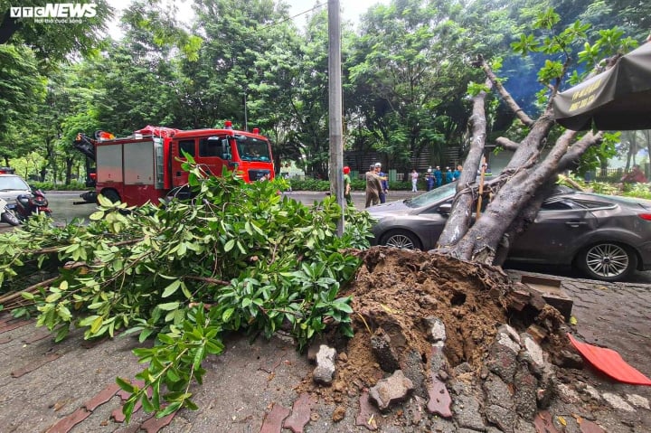 Cây xanh bật gốc, đè trúng xe ô tô con đang đỗ ngược chiều trên phố Hà Nội