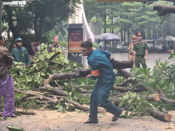 Cây xanh bật gốc, đè trúng xe ô tô con đang đỗ ngược chiều trên phố Hà Nội