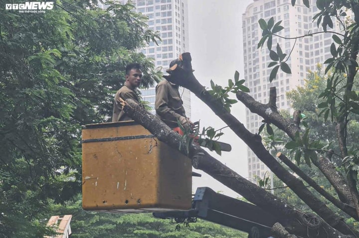 Cây xanh bật gốc, đè trúng xe ô tô con đang đỗ ngược chiều trên phố Hà Nội