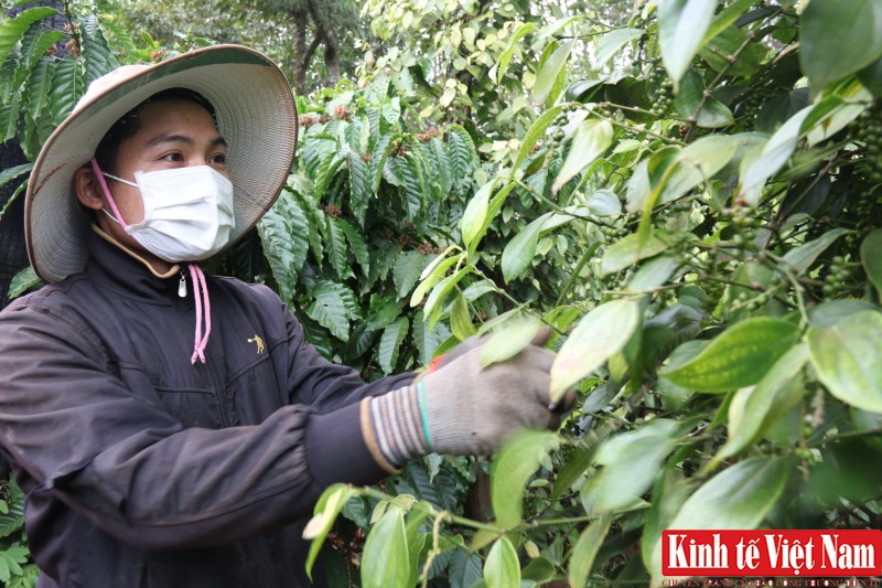 Giá tiêu hôm nay ngày 05/9/2023: Đồng loạt tăng 500 đồng/kg