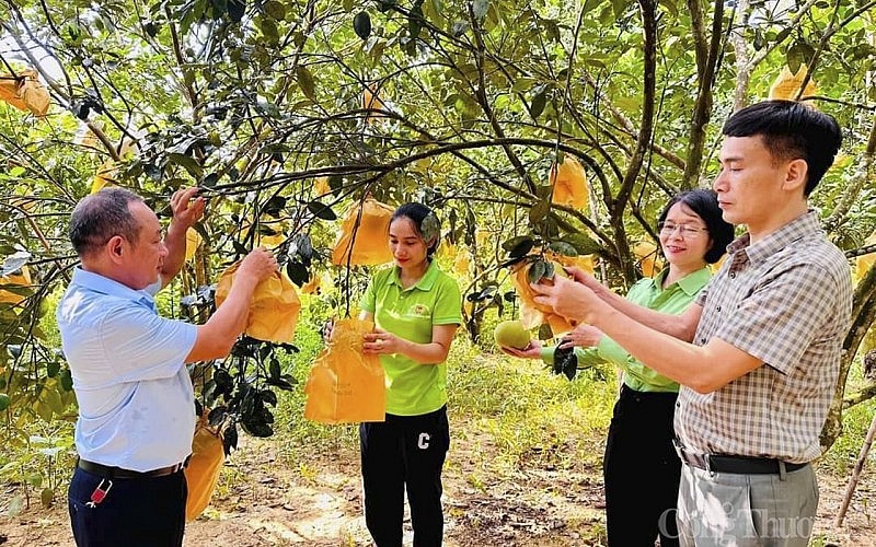 Thủ phủ bưởi Phúc Trạch Hà Tĩnh được mùa, được giá, thương lái tấp nập thu mua