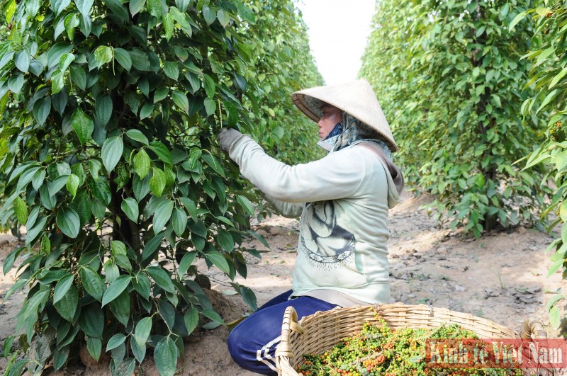 Giá tiêu hôm nay ngày 8/9/2023: Đồng loạt đi ngang