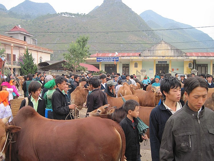 Mèo Vạc (Hà Giang) hỗ trợ phát triển các sản phẩm theo hướng hàng hóa