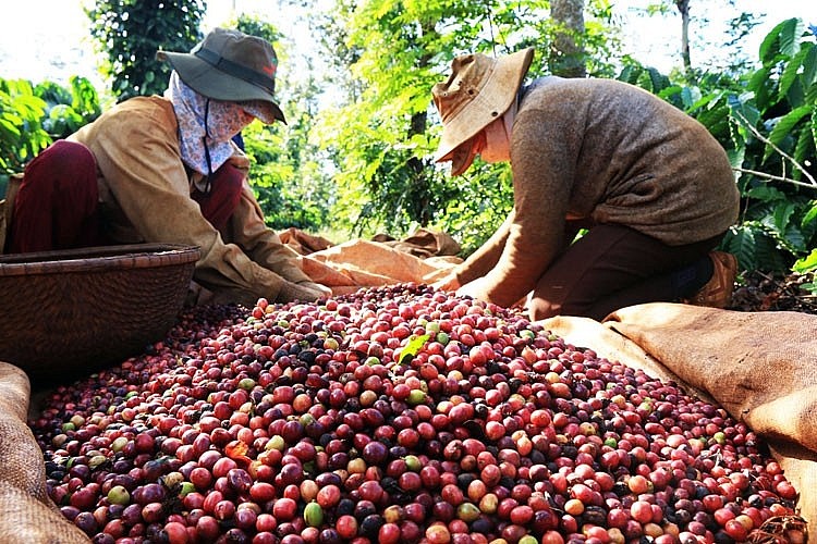 Giá cà phê mới nhất ngày 9/9/2023: Giá cà phê Arabica giảm nhẹ