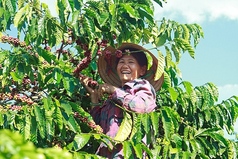 Hình minh họa