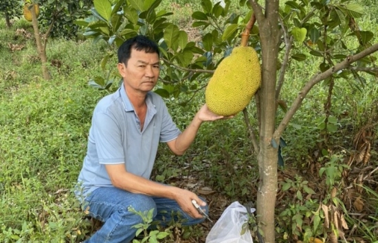 Quảng Bình: Mô hình mít ruột đỏ kỳ vọng mang lại hiệu quả kinh tế cao