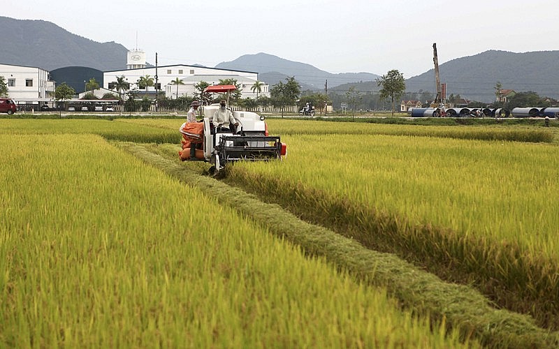 Nghệ An - Hà Tĩnh: Dân bán lúa tươi cho thương lái ngay tại ruộng với giá cao