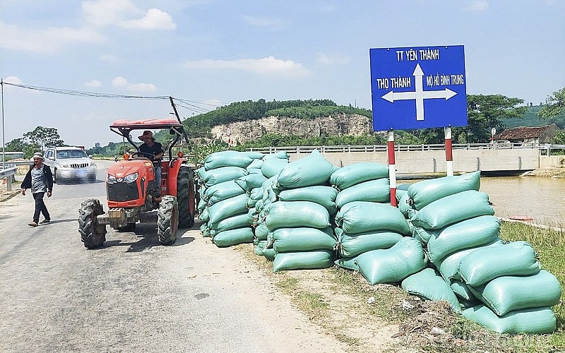 Nghệ An - Hà Tĩnh: Dân bán lúa tươi cho thương lái ngay tại ruộng với giá cao