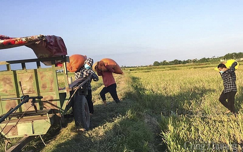 Nghệ An - Hà Tĩnh: Dân bán lúa tươi cho thương lái ngay tại ruộng với giá cao