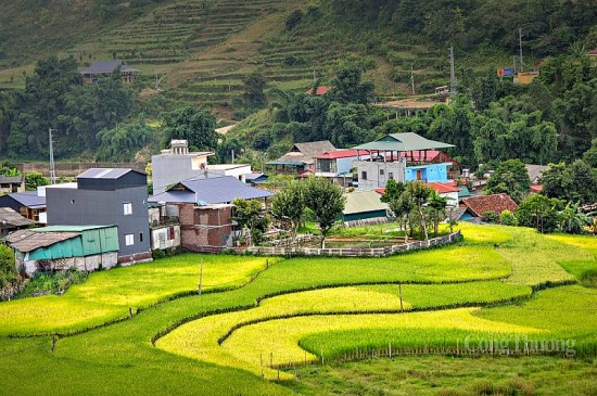 Đẹp nao lòng Sa Pa mùa lúa chín