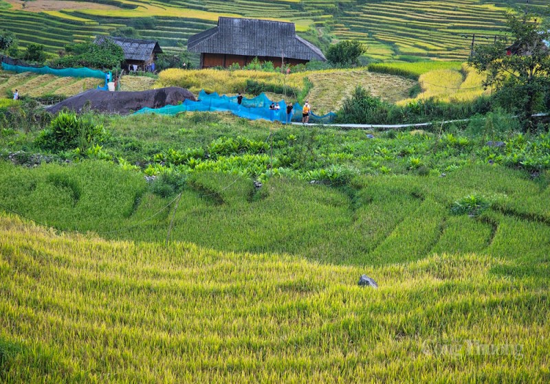 Sa Pa rộn rã mùa lúa vàng