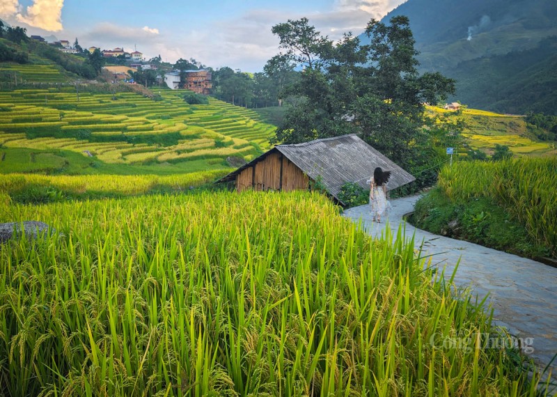 Sa Pa rộn rã mùa lúa vàng Sa Pa rộn rã mùa lúa vàng