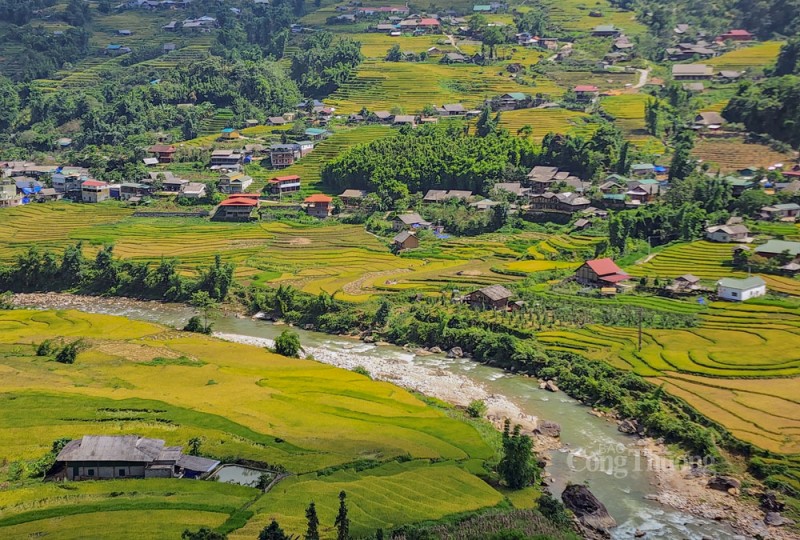 Sa Pa rộn rã mùa lúa vàng