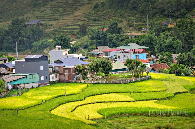 Sa Pa rộn rã mùa lúa vàng