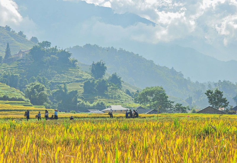 Sa Pa rộn rã mùa lúa vàng