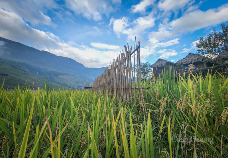 Sa Pa rộn rã mùa lúa vàng Sa Pa rộn rã mùa lúa vàng