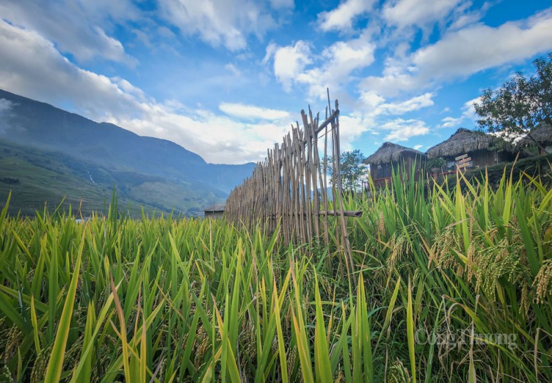 Sa Pa rộn rã mùa lúa vàng