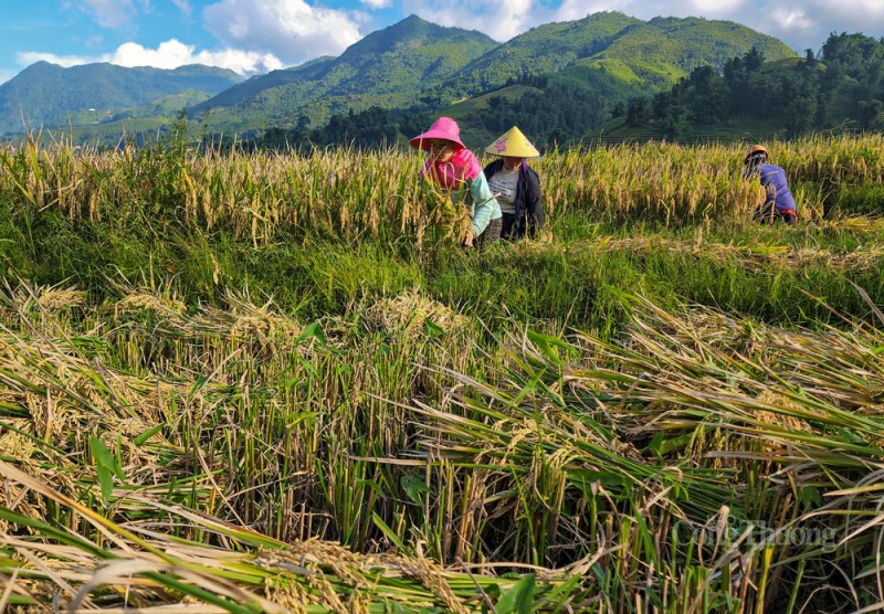 Sa Pa rộn rã mùa lúa vàng