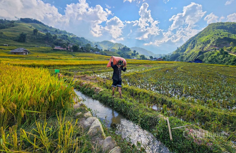 Sa Pa rộn rã mùa lúa vàng