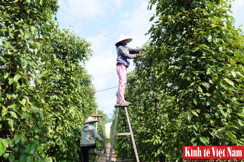 Giá tiêu hôm nay ngày 12/9/2023: Duy trì ổn định, cao nhất 73.500 đồng/kg