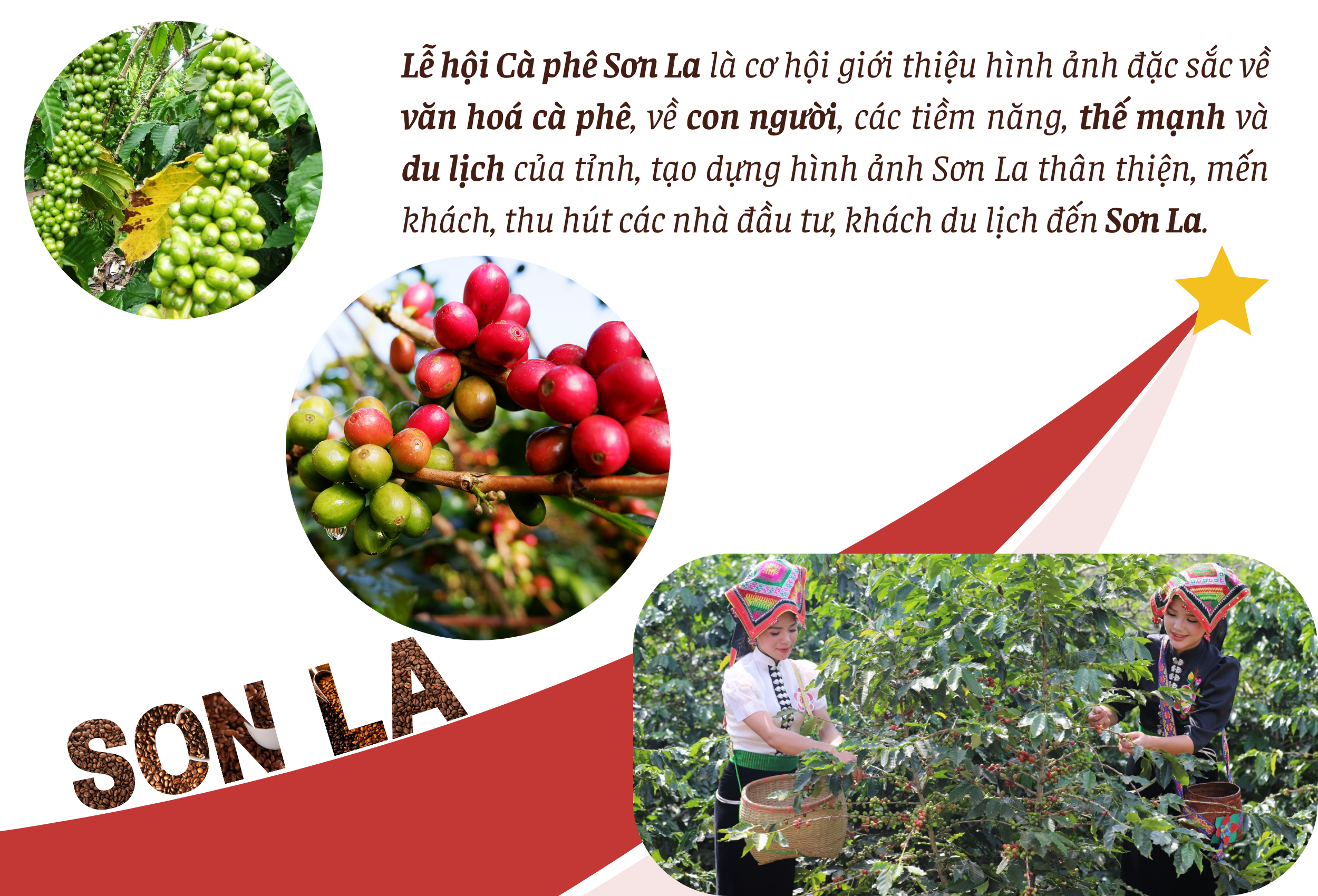 Longform | Cà phê Sơn La: Từ cây giảm nghèo đến thương hiệu vươn tầm thế giới