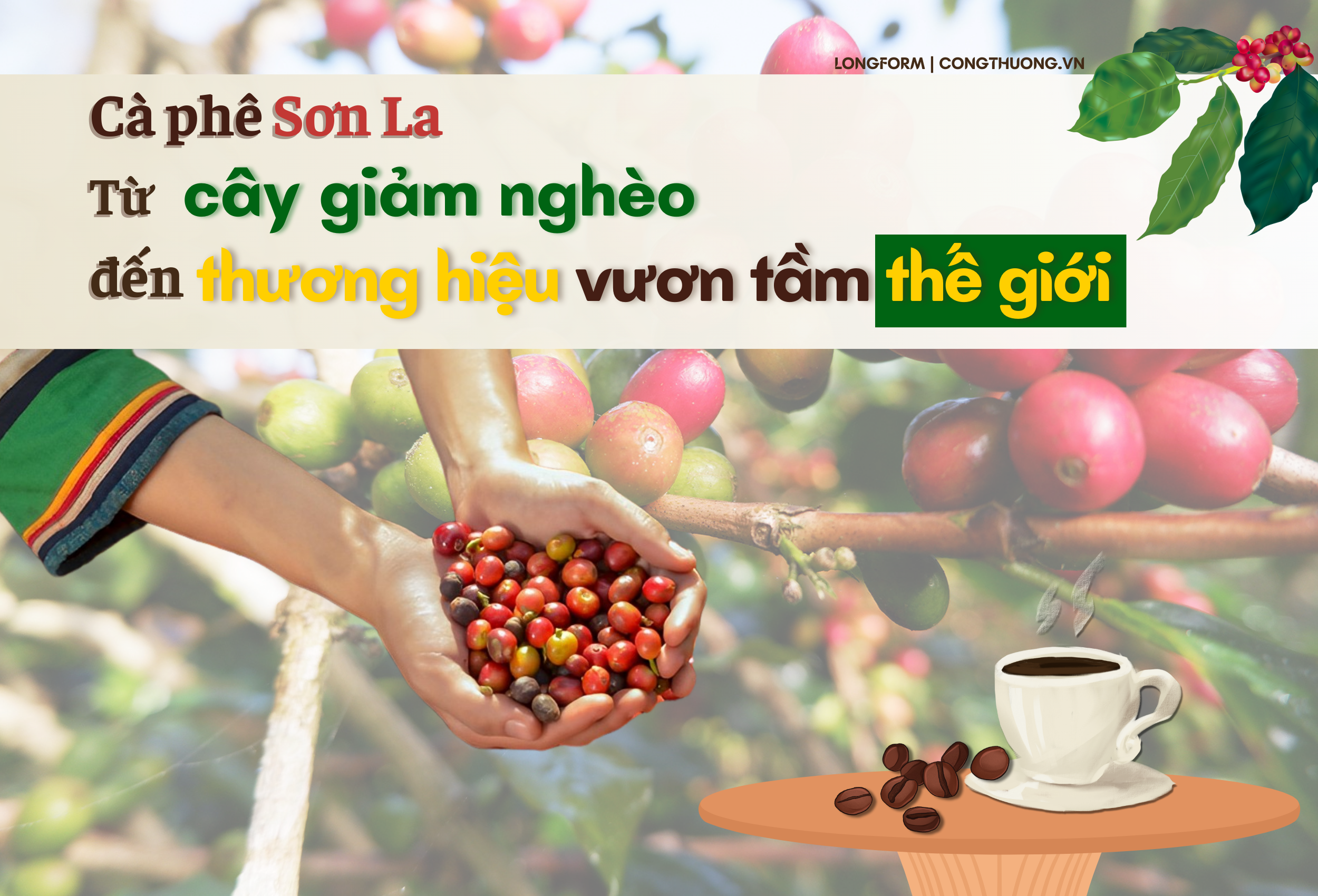 Longform | Cà phê Sơn La: Từ cây giảm nghèo đến thương hiệu vươn tầm thế giới