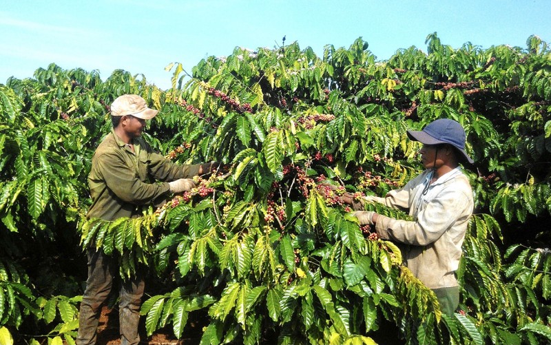 Gia Lai xây dựng vùng nguyên liệu đạt chuẩn phục vụ tiêu thụ trong nước