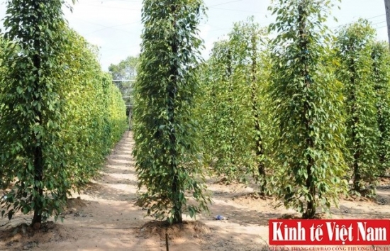 Giá tiêu hôm nay 28/1/2024: Đồng loạt tăng nhẹ, cao nhất 83.000 đồng/kg