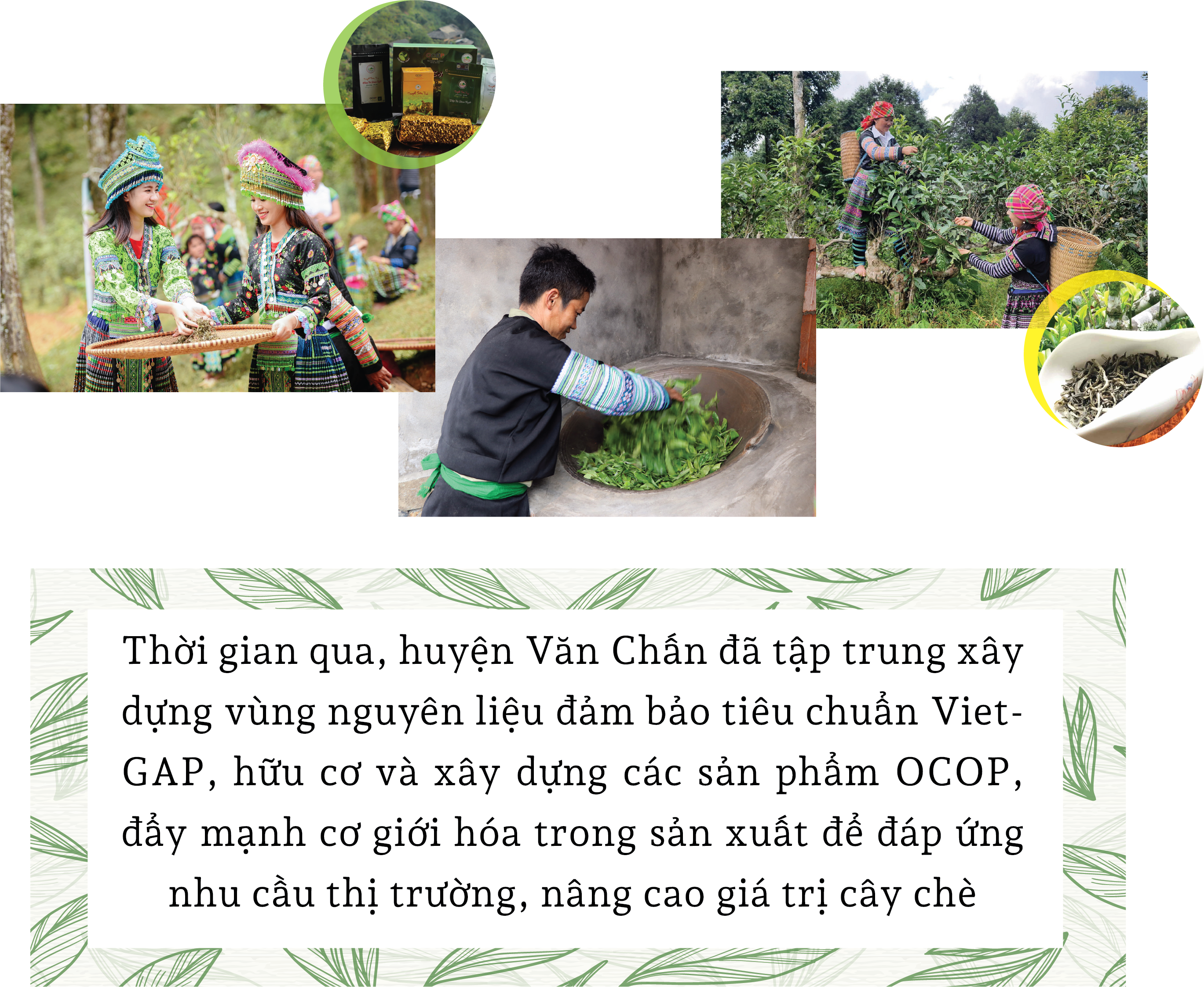 Chứng nhận OCOP: “Giấy thông hành” cho nông sản Yên Bái