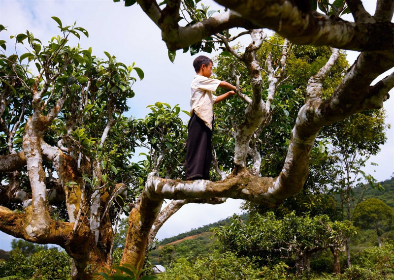 Tăng giá trị cho sản phẩm chè Shan tuyết