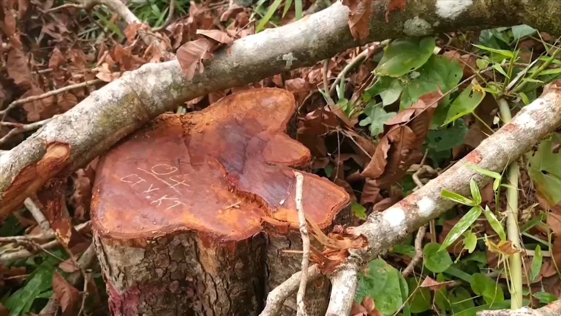 gia lai dieu tra lam ro vu pha rung san xuat quy mo lon o khu vuc giap ranh hinh 6