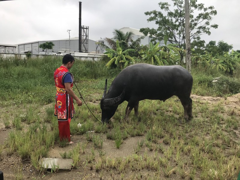 Hải Phòng: Kiểm soát chặt hoạt động giết mổ tại lễ hội Chọi trâu Đồ Sơn 2023