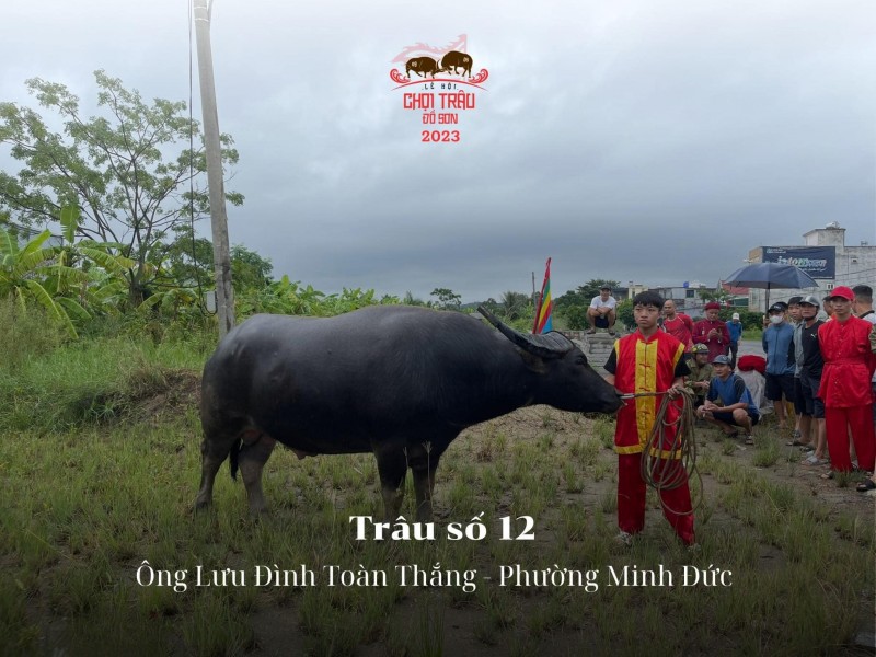 Lễ hội chọi trâu truyền thống Đồ Sơn năm 2023: Hôm nay 23/9, các “ông trâu” sẽ tranh tài