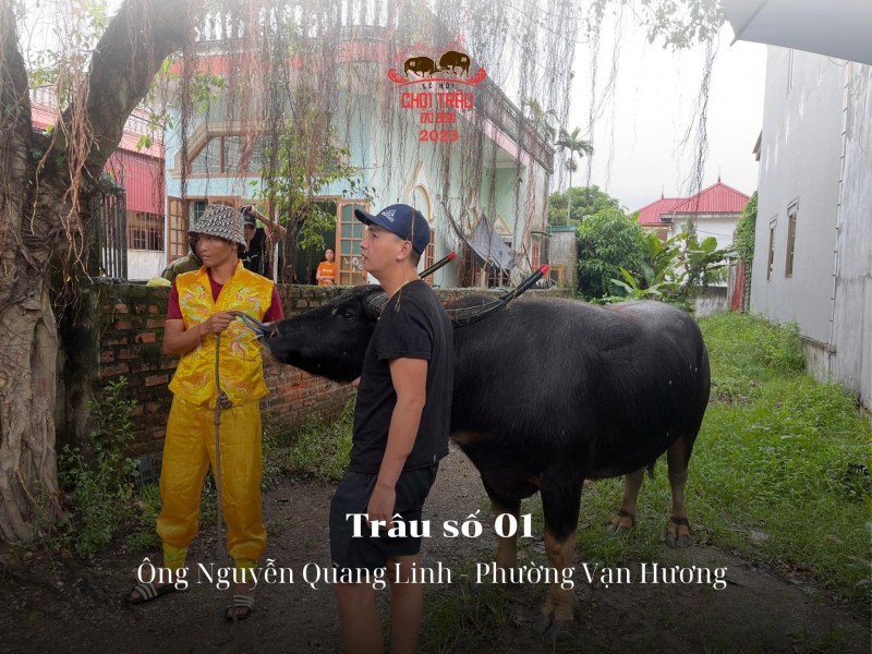 Lễ hội chọi trâu truyền thống Đồ Sơn năm 2023: Hôm nay 23/9, các “ông trâu” sẽ tranh tài