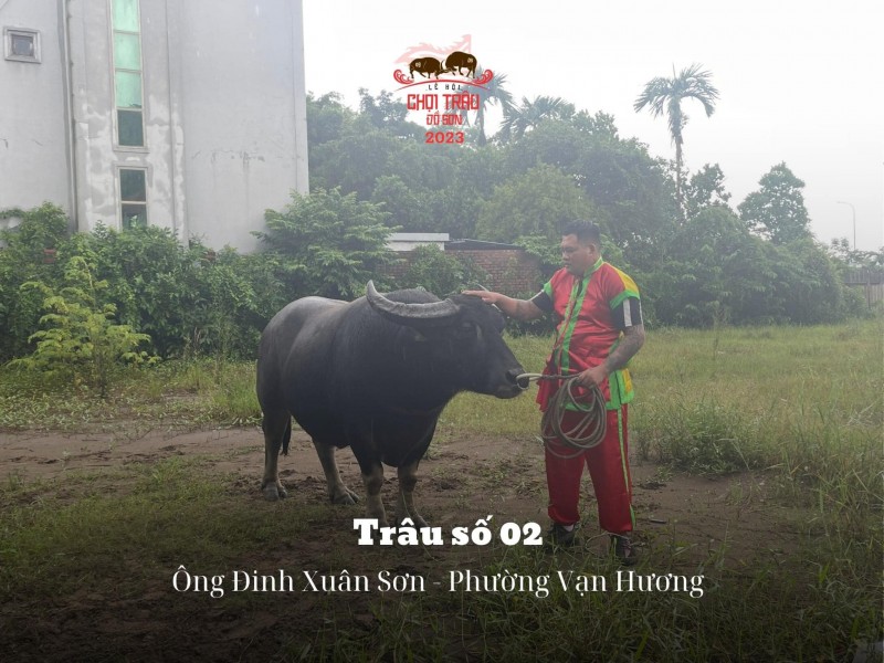 Lễ hội chọi trâu truyền thống Đồ Sơn năm 2023: Hôm nay 23/9, các “ông trâu” sẽ tranh tài