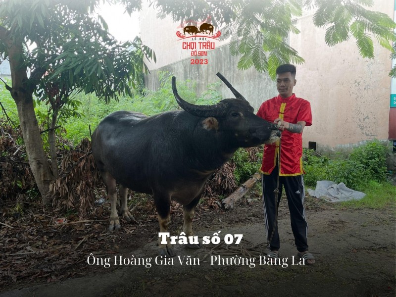 Lễ hội chọi trâu truyền thống Đồ Sơn năm 2023: Hôm nay 23/9, các “ông trâu” sẽ tranh tài