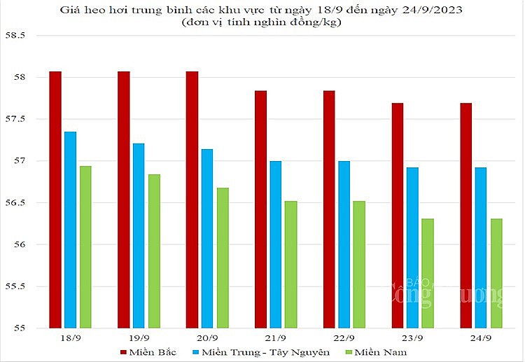 Giá heo hơi hôm nay ngày 24/9/2023: Giá thịt heo giảm dần về mốc 55.000 đồng/kg
