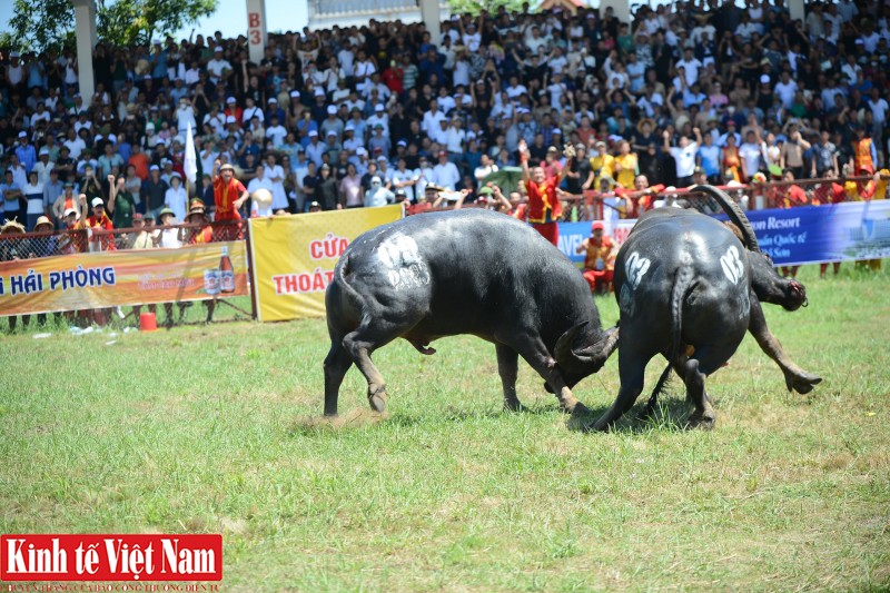 Trước khi bước vào vòng đấu, trâu số 03 cũng được đánh giá là đối thủ nặng ký cho chức vô địch nhờ thể hình to lớn, kỹ năng chiến đấu tốt và đặc biệt lỳ đòn.