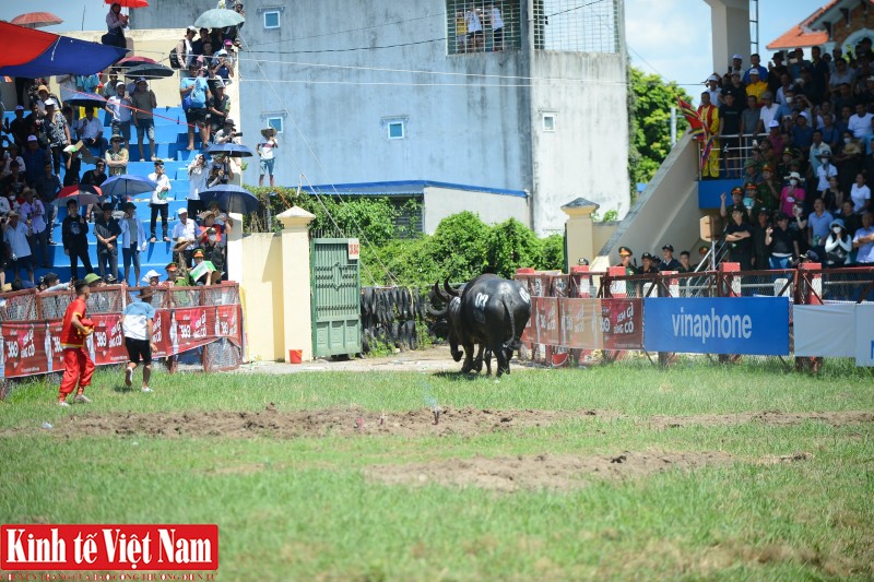  khiến trâu số 09 kiệt sức, phải bỏ chạy sau hơn 2 phút thi đấu. Chung cuộc, tiêu số 03 giành chức vô địch.