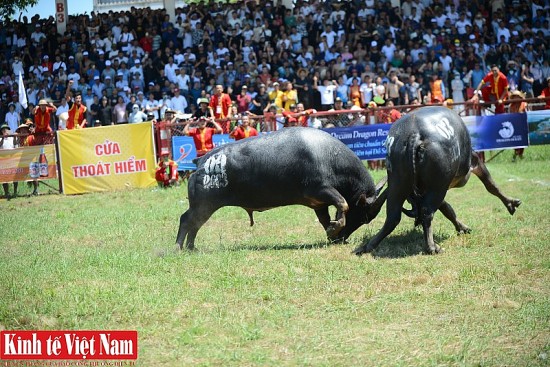 Ảnh: Xem lại những ngón đòn cực hiểm của "ông trâu" vô địch Lễ hội chọi trâu Đồ Sơn 2023