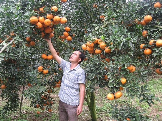 ha giang chi dan dia ly giup mo rong co hoi tieu thu nong san