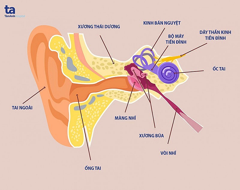 Rối loạn tiền đình: Những điều cần biết và cách phòng tránh