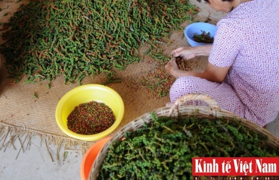 Giá tiêu hôm nay 6/12/2023: Tiếp đà tăng mạnh, cao nhất 75.000 đồng/kg