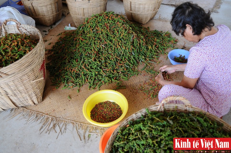 Giá tiêu hôm nay ngày 17/10/2023: Tiếp tục đi ngang, cao nhất 70.500 đồng/kg