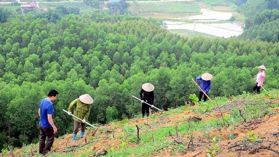 Kiểm toán nhà nước phát hiện sai phạm trong quản lý rừng tại nhiều địa phương