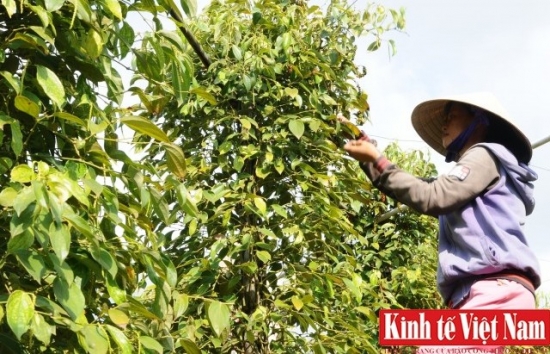 Giá tiêu hôm nay 26/1/2024: Đông Nam Bộ tiếp tục giảm 500 đồng/kg