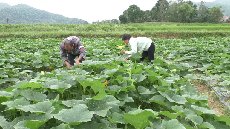 Thu hoạch bí ăn nụ tại Thôn Bản Làn, xã Điềm He, huyện Văn Quan (Ảnh: Ngọc Khoa – Đức Tôn)