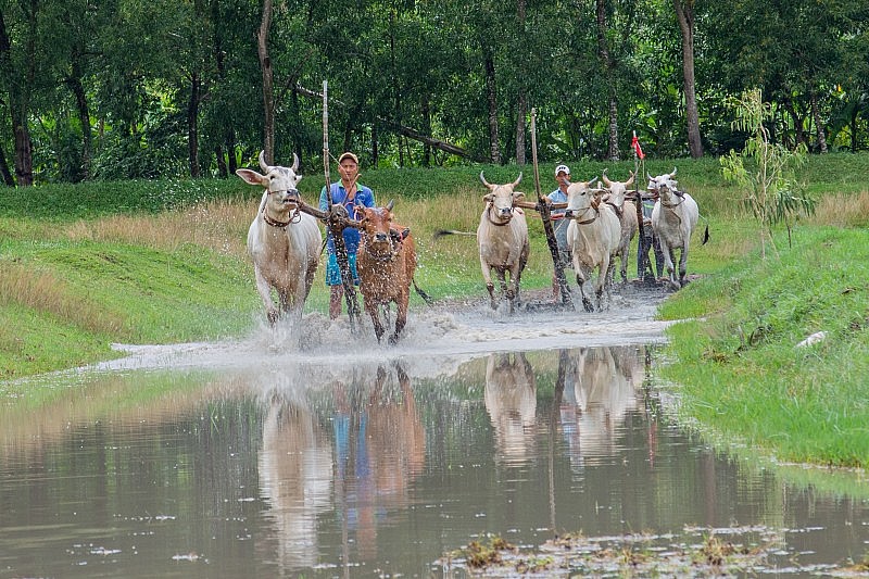 An Giang: Về Bảy Núi xem “bí quyết” tăng lực cho bò chiến An Giang: Về Bảy Núi xem “bí quyết” tăng lực cho bò chiến