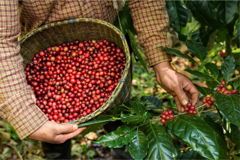 Liên kết với doanh nghiệp EU, tận dụng hiệu quả Hiệp định EVFTA